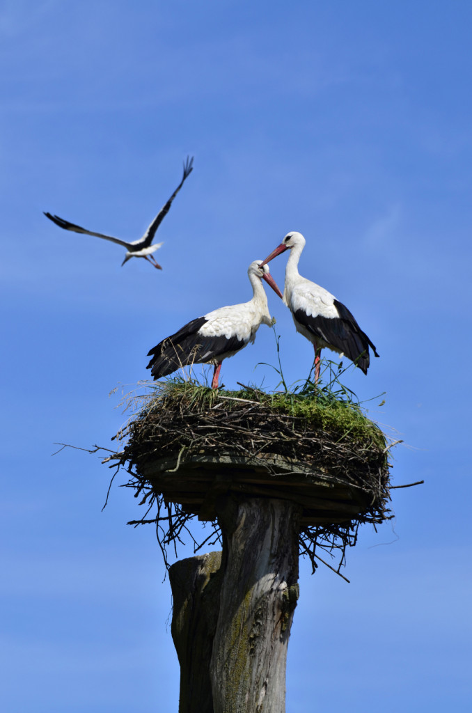 storks in the nest and one flying
